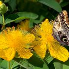 großblumiges Johanniskraut (Hypericum patulum ) mit Falter