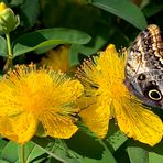 großblumiges Johanniskraut (Hypericum patulum ) mit Falter