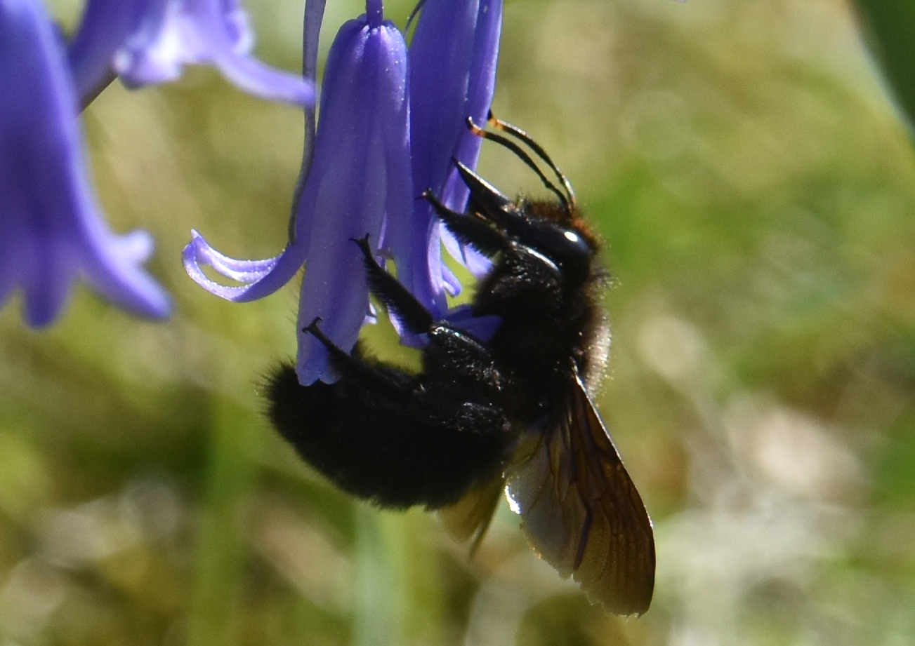 Grosse abeille velue en plein butinage