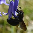 Grosse abeille velue en plein butinage