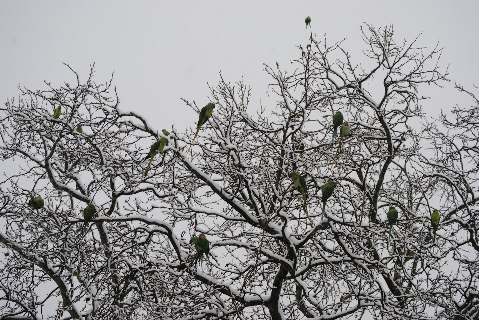 Große Alexandersittiche im Schnee