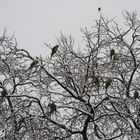 Große Alexandersittiche im Schnee