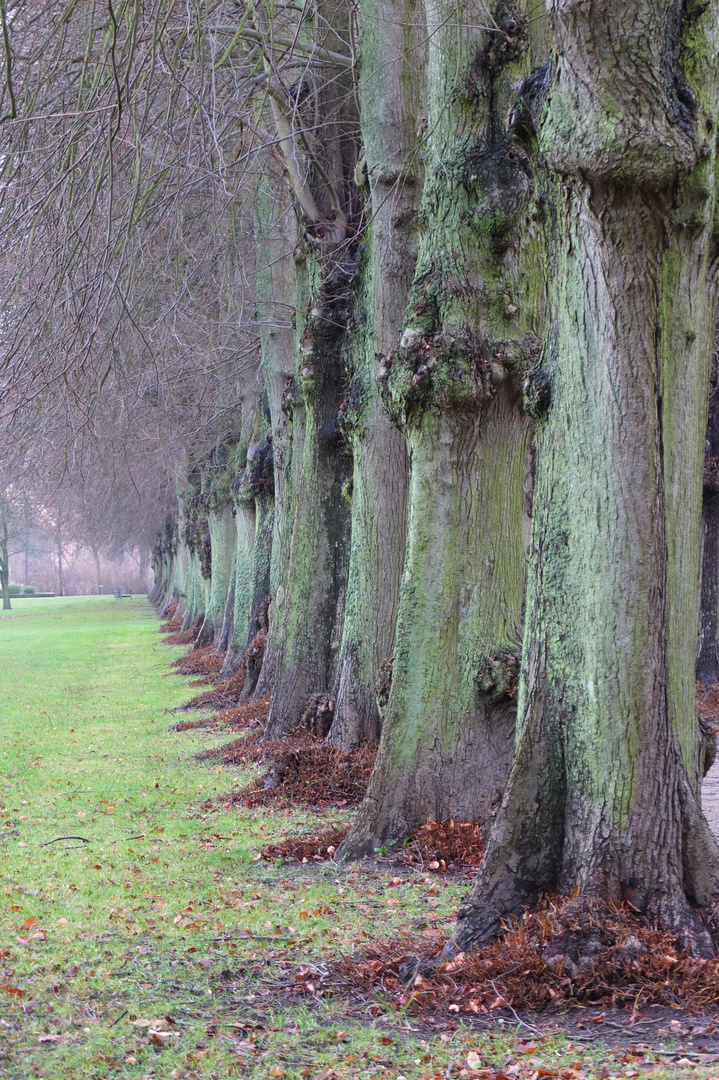 Große Allee im Schlosspark Plön