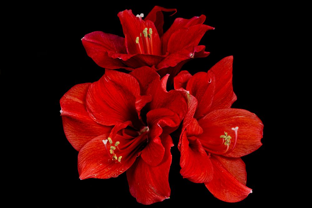 Große Amaryllis in schönster Blüte Foto & Bild pflanzen, pilze