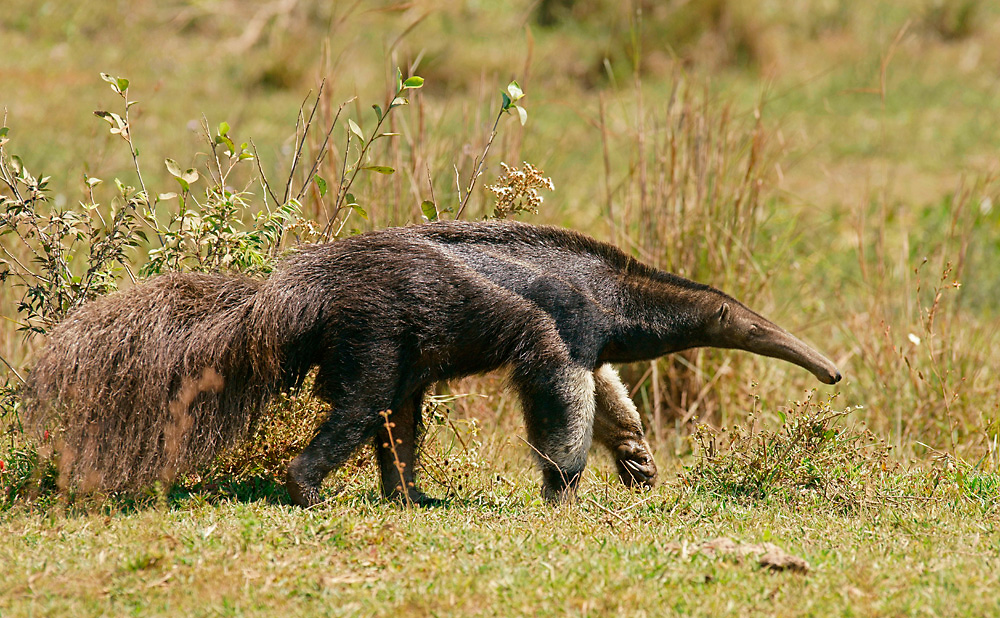  Große Ameisenbär (Myrmecophaga tridactyla) 