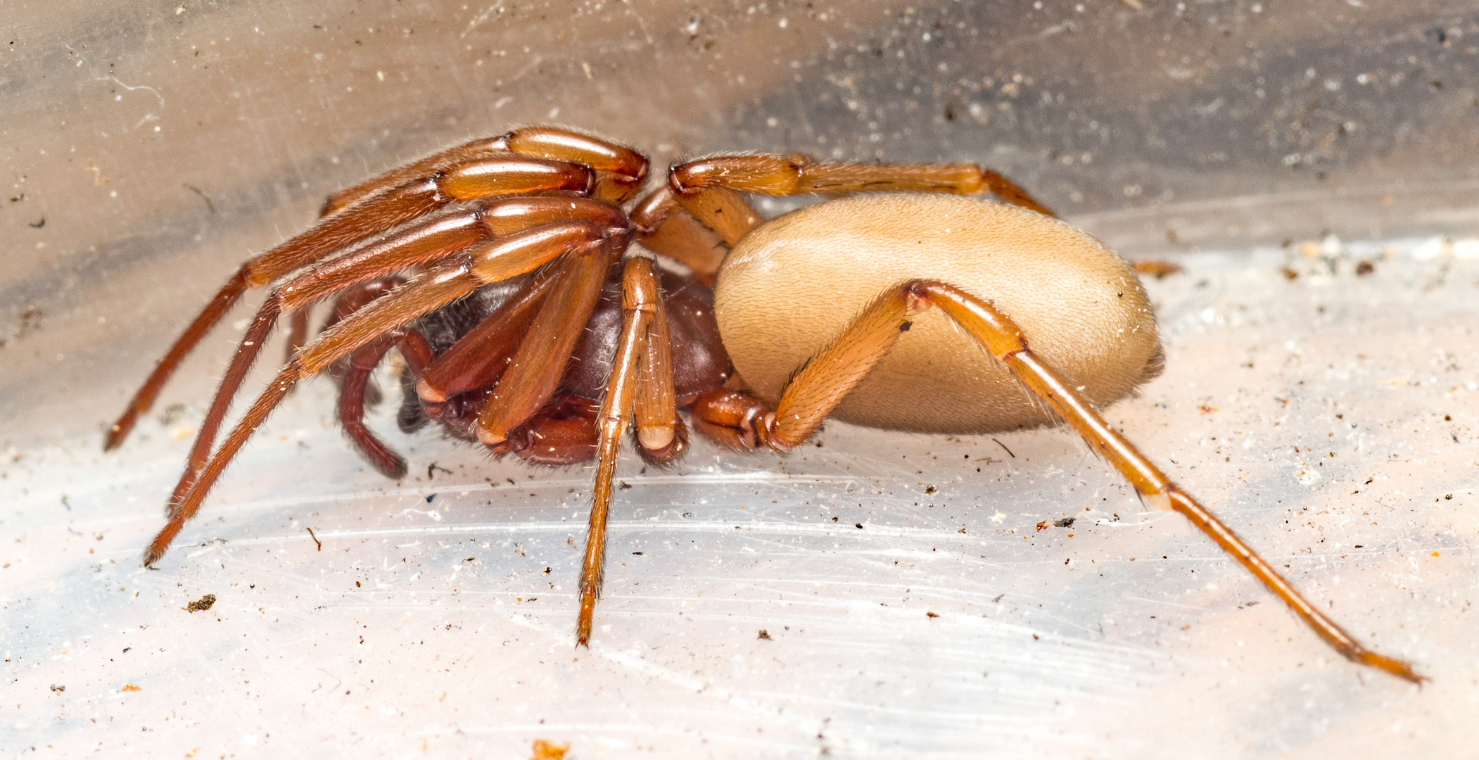 Große Asseljäger (Dysdera crocata) 