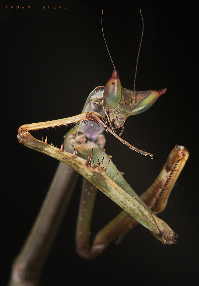 Große Astmantis