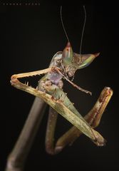 Große Astmantis