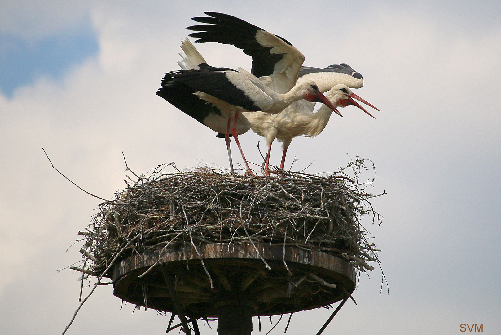 Große Aufregung im Nest!