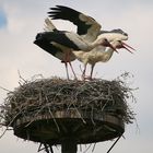 Große Aufregung im Nest!