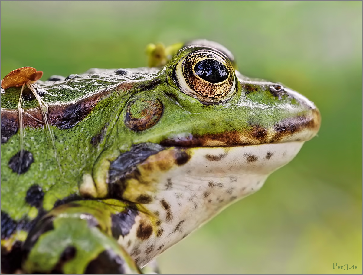 Große Augen