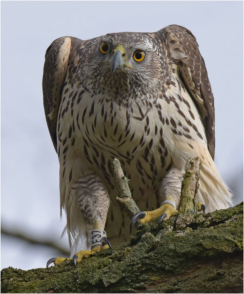 Große Augen