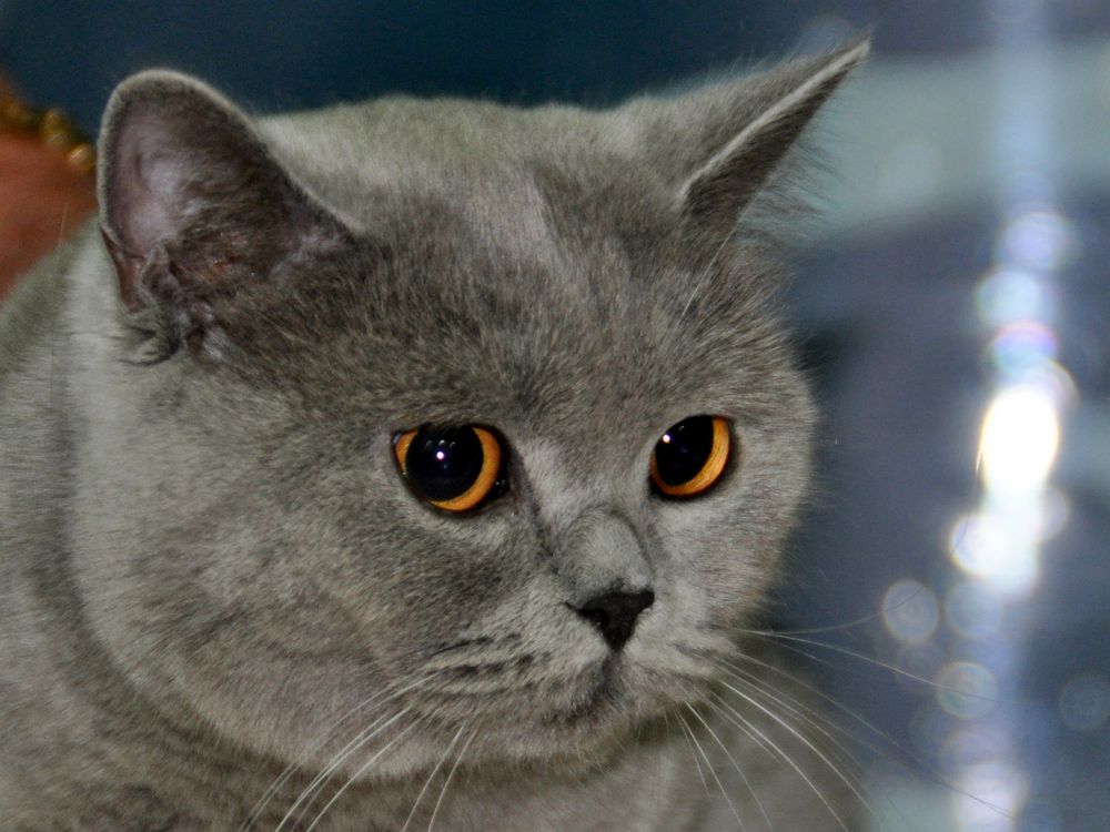 Große Augen Foto & Bild | tiere, haustiere, katzen Bilder auf fotocommunity