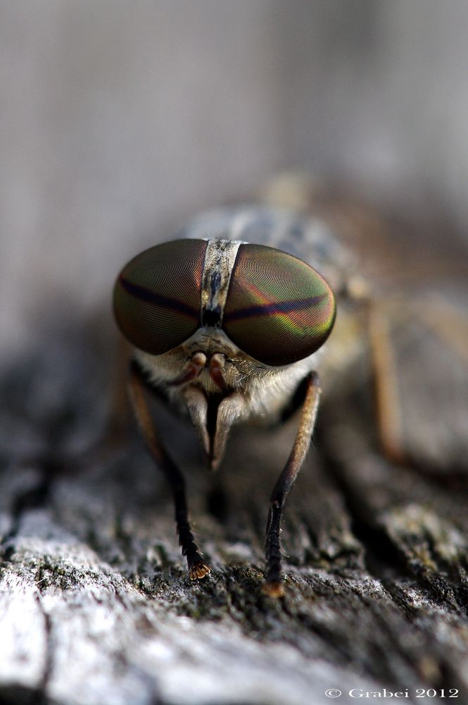 große Augen