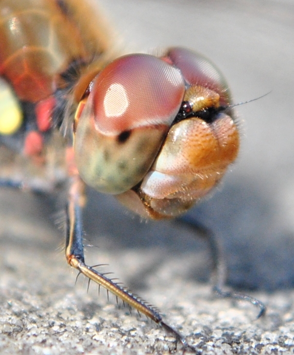 Große Augen