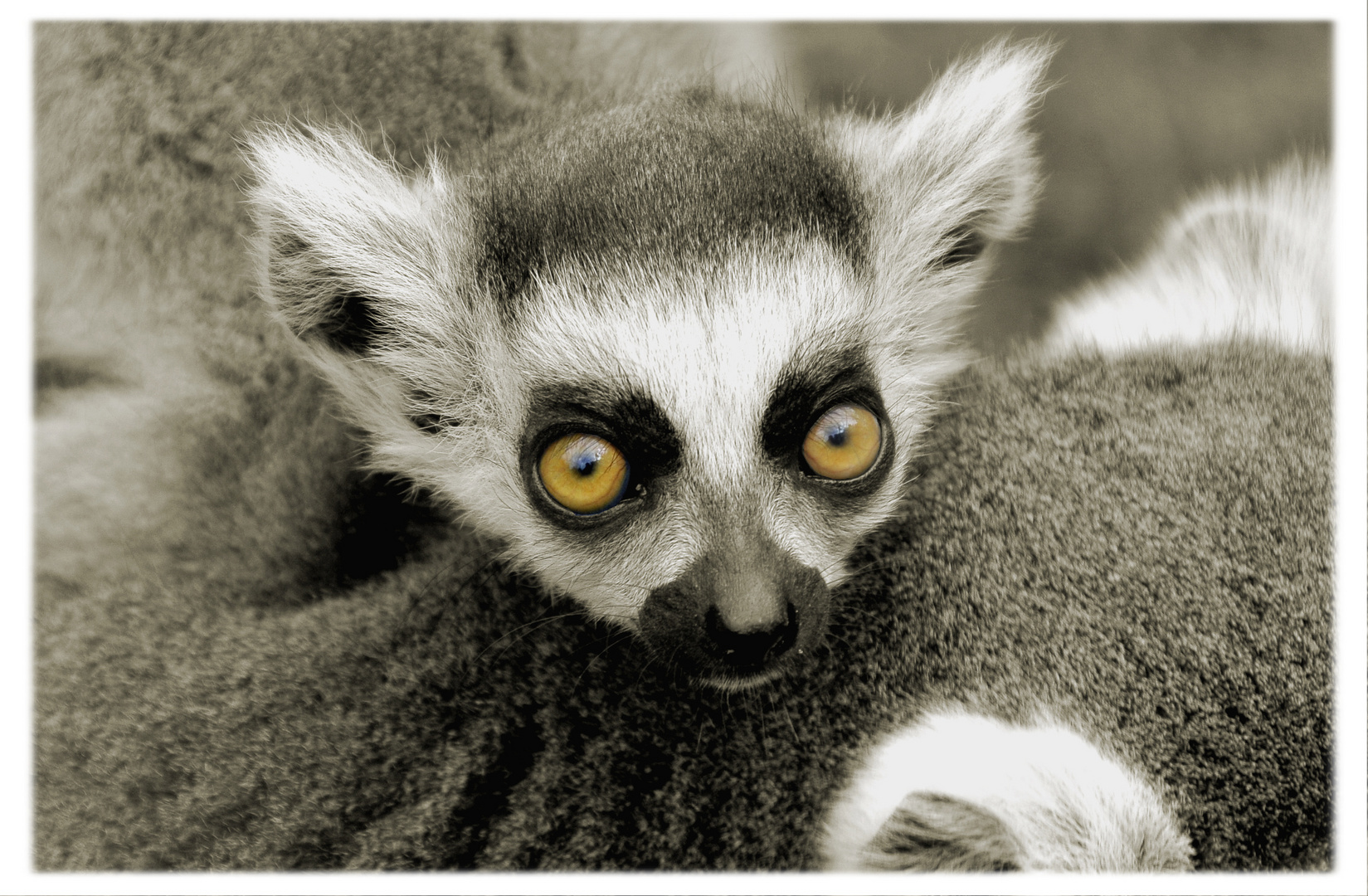 Grosse Augen Foto Bild Natur Kreativ Aufnahmetechniken Tier Fine Art Bilder Auf Fotocommunity