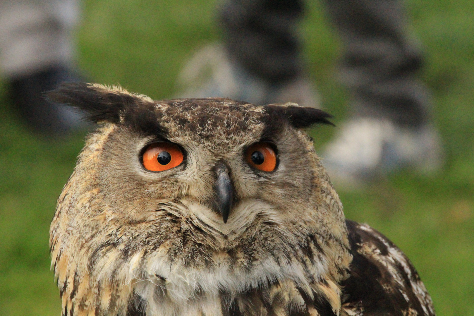 Große Augen!