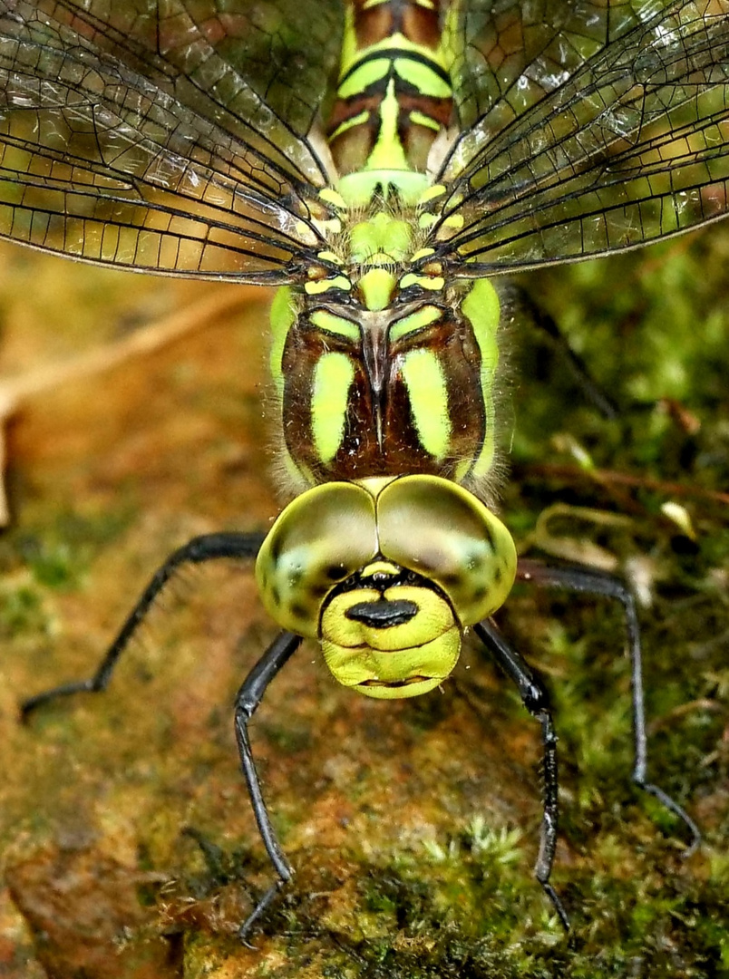 Große Augen.