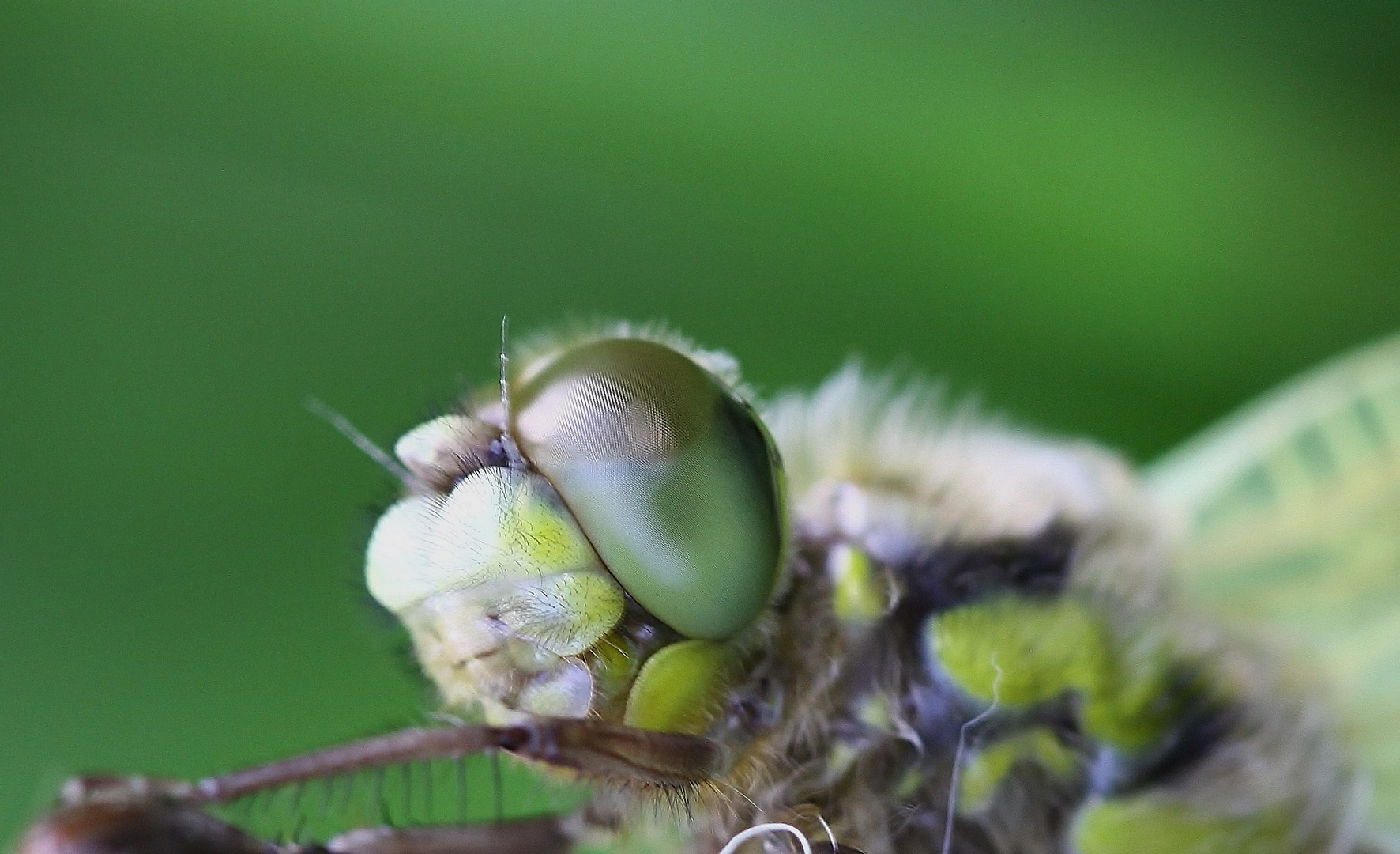 Große Augen