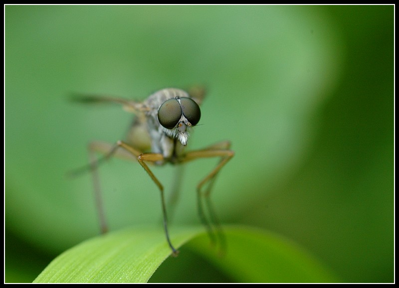 Grosse Augen