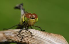 Große Augen