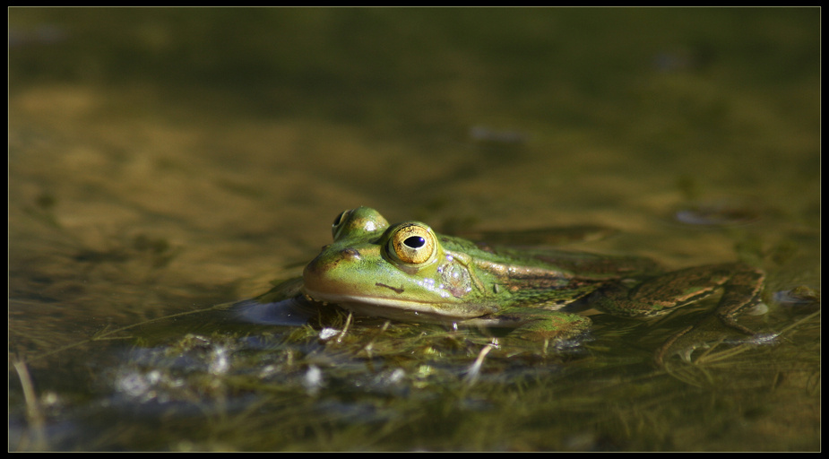 Große Augen