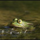 Große Augen