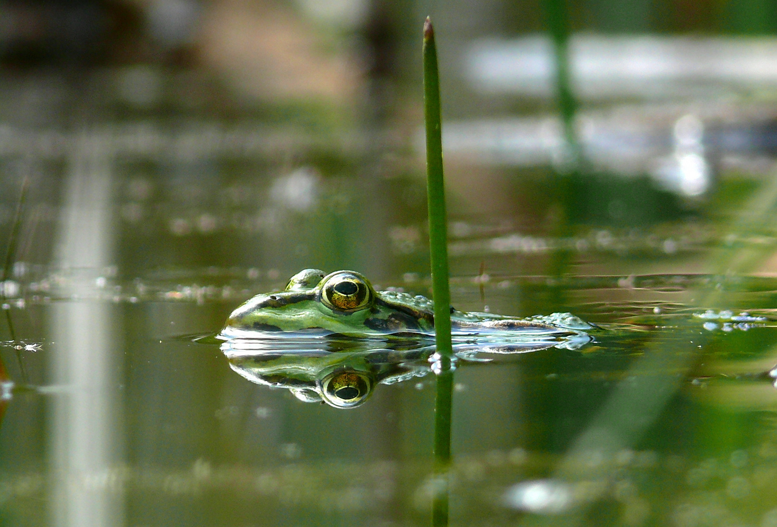 Große Augen