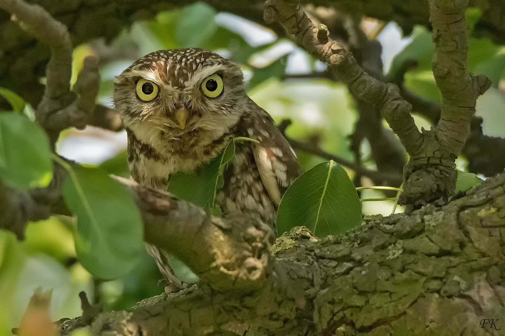       ***       Große Augen       ***