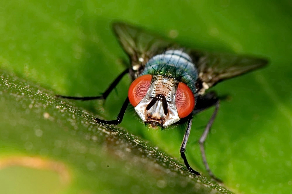 große Augen