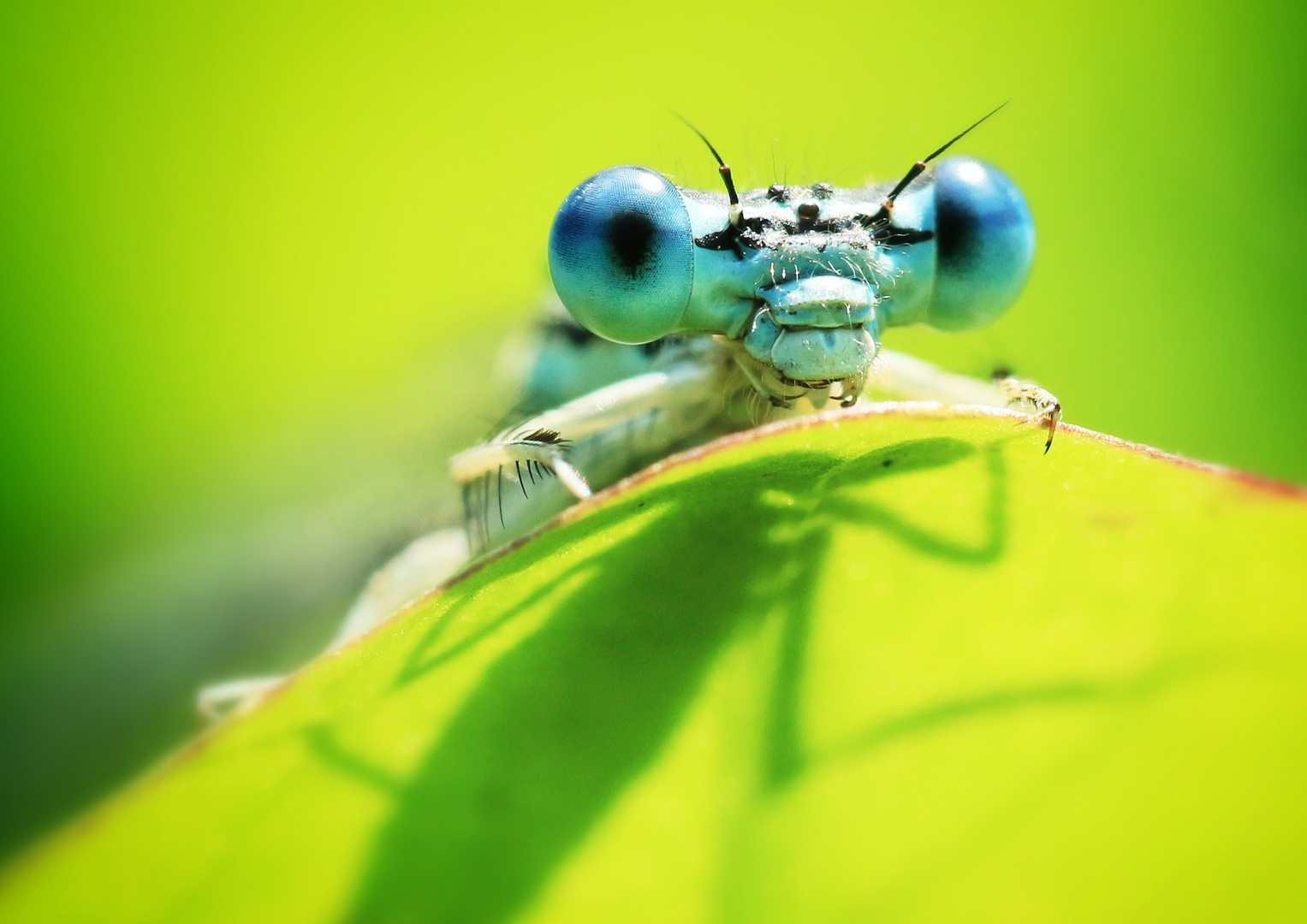 Große Augen