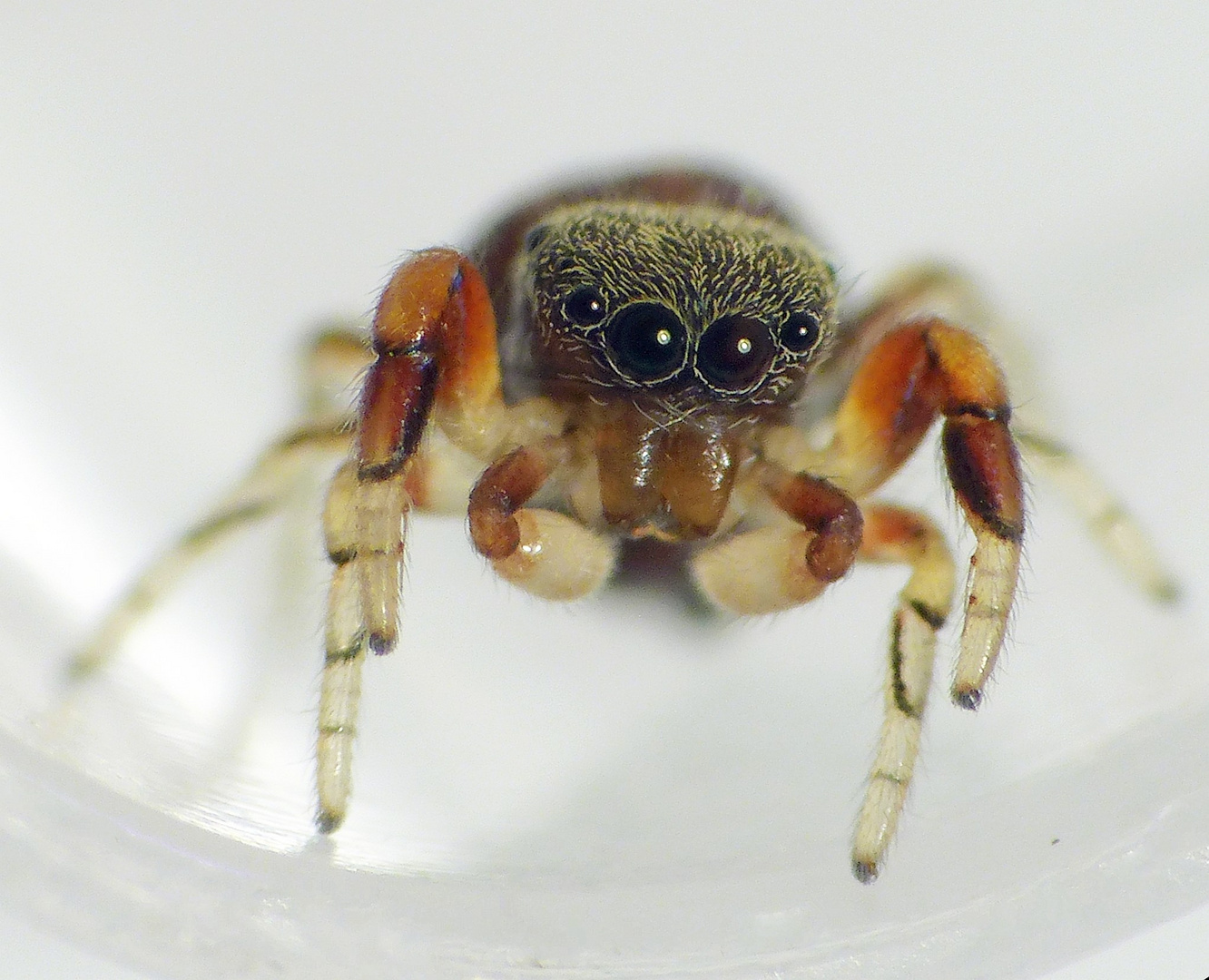 Große Augen gucken mich an - 2,2 mm große Springspinne (Ballus rufipes)