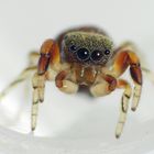 Große Augen gucken mich an - 2,2 mm große Springspinne (Ballus rufipes)