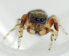 Große Augen gucken mich an - 2,2 mm große Springspinne (Ballus rufipes)