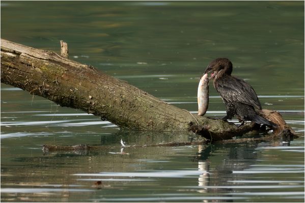 Grosse Augen hatte die....