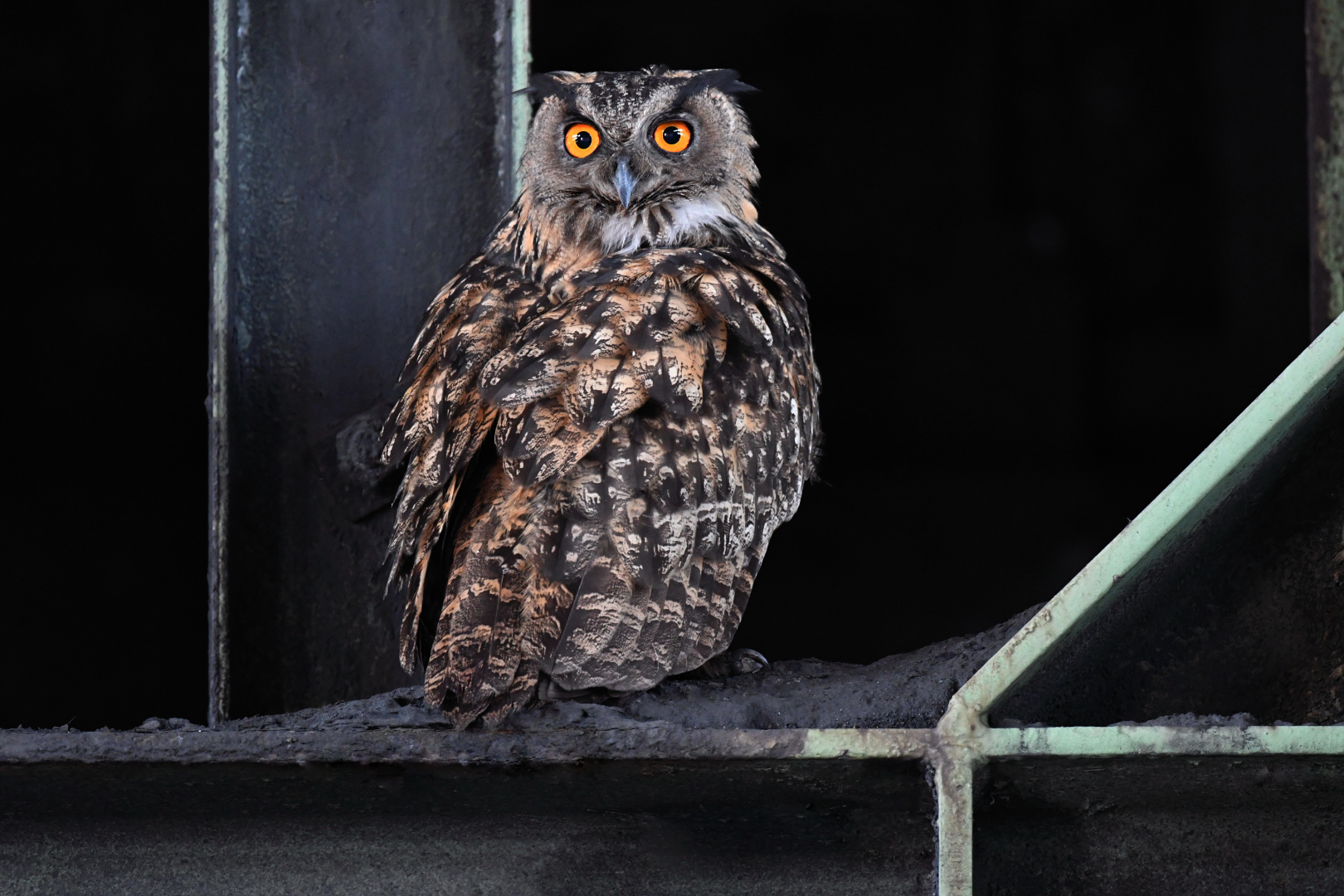 Große Augen Uhu Männchen wildlife