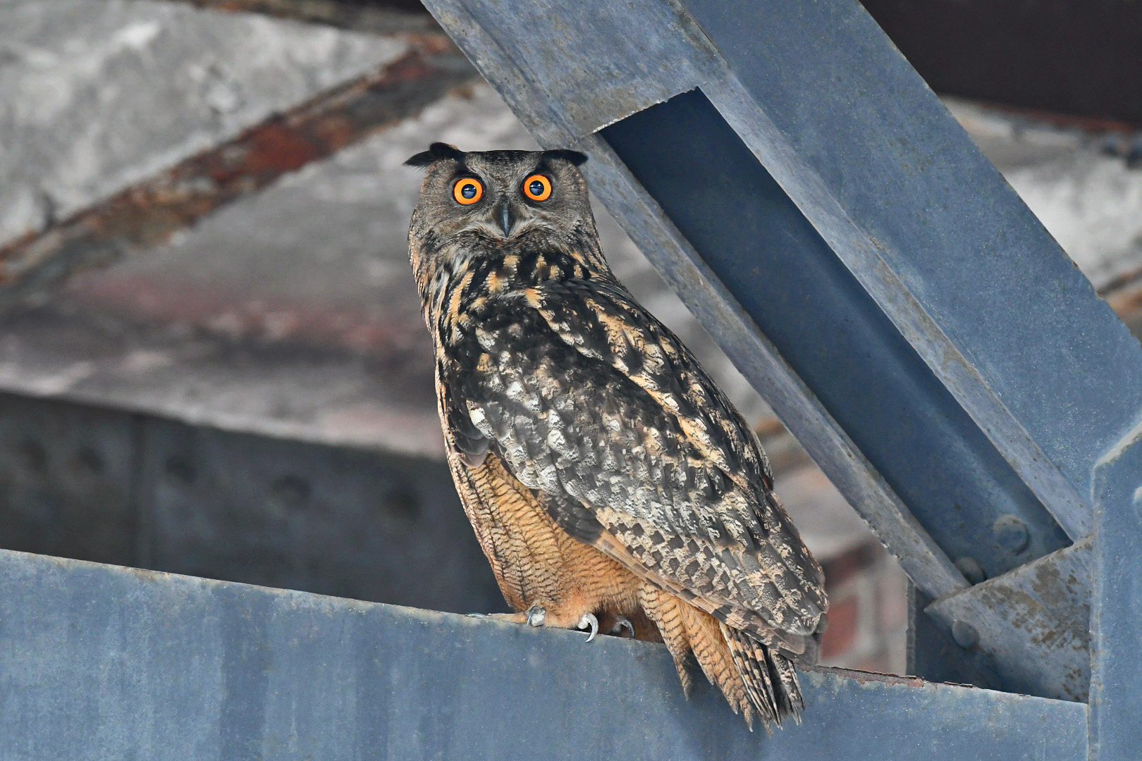 Große Augen Uhumännchen