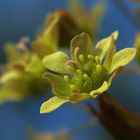 Große Bäume... kleine Blüte - Ahornblüte