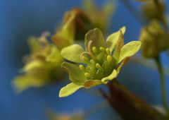 Große Bäume... kleine Blüte - Ahornblüte