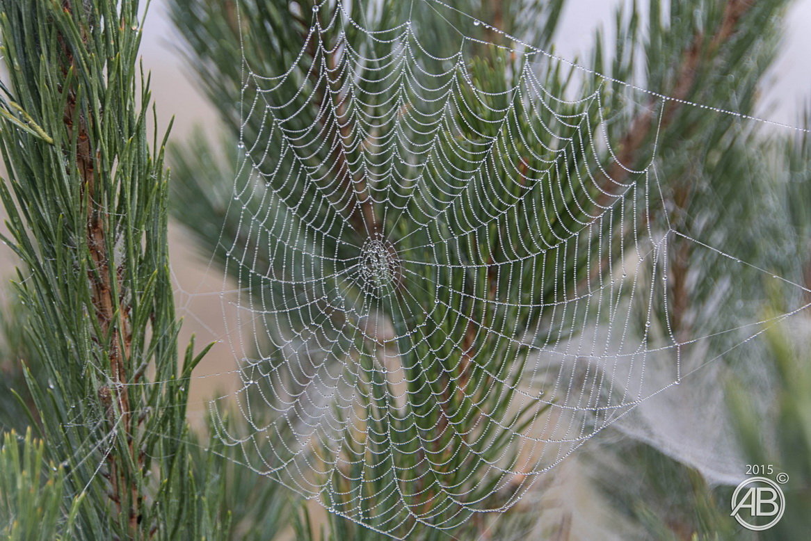 große Baumeister