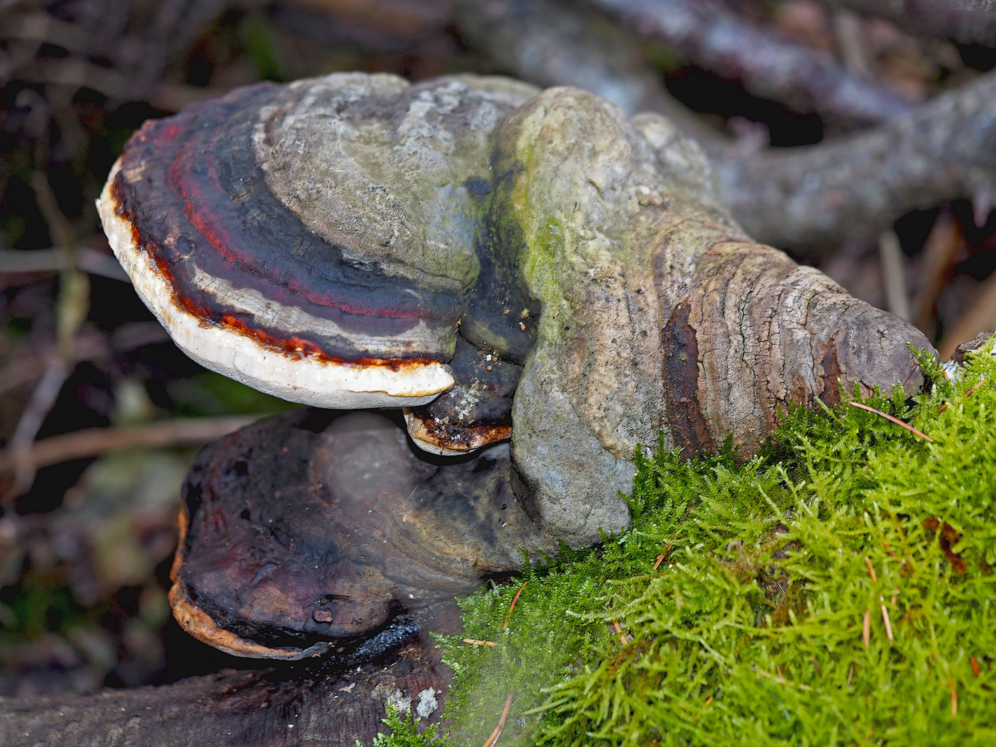 Grosse Baumpilze auf umgefallenem alten Baum im Wald.