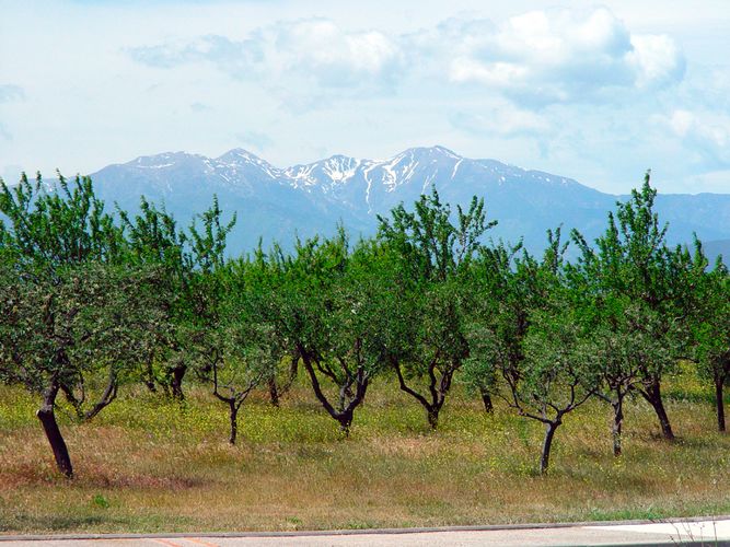 Große Berge kleine Bäume