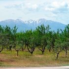 Große Berge kleine Bäume