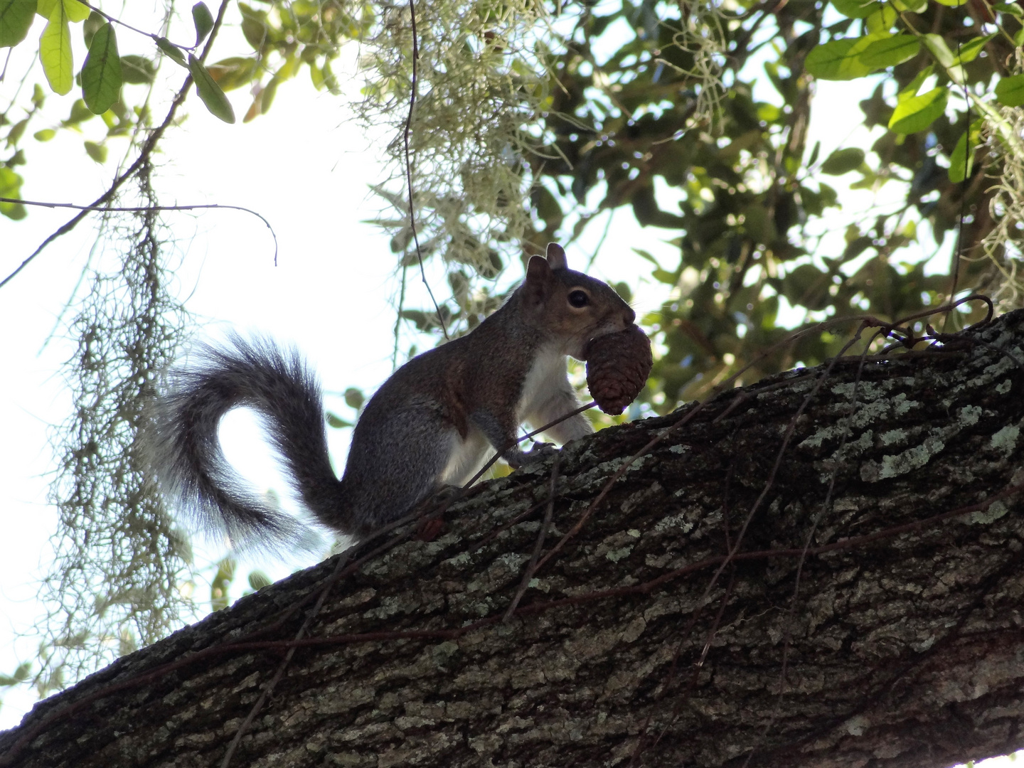 Große Beute für das Squirrel