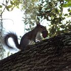 Große Beute für das Squirrel