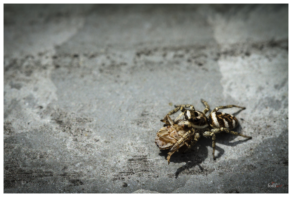 Große Beute für kleine Spinne