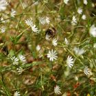 Große Biene auf kleiner Blume