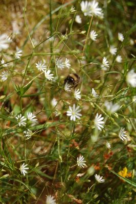 Große Biene auf kleiner Blume