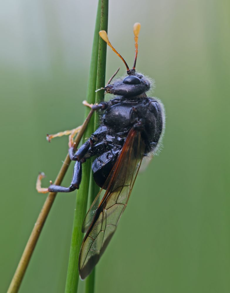 Große Birkenblattwespe (Cimbex femoratus)