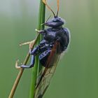 Große Birkenblattwespe (Cimbex femoratus)